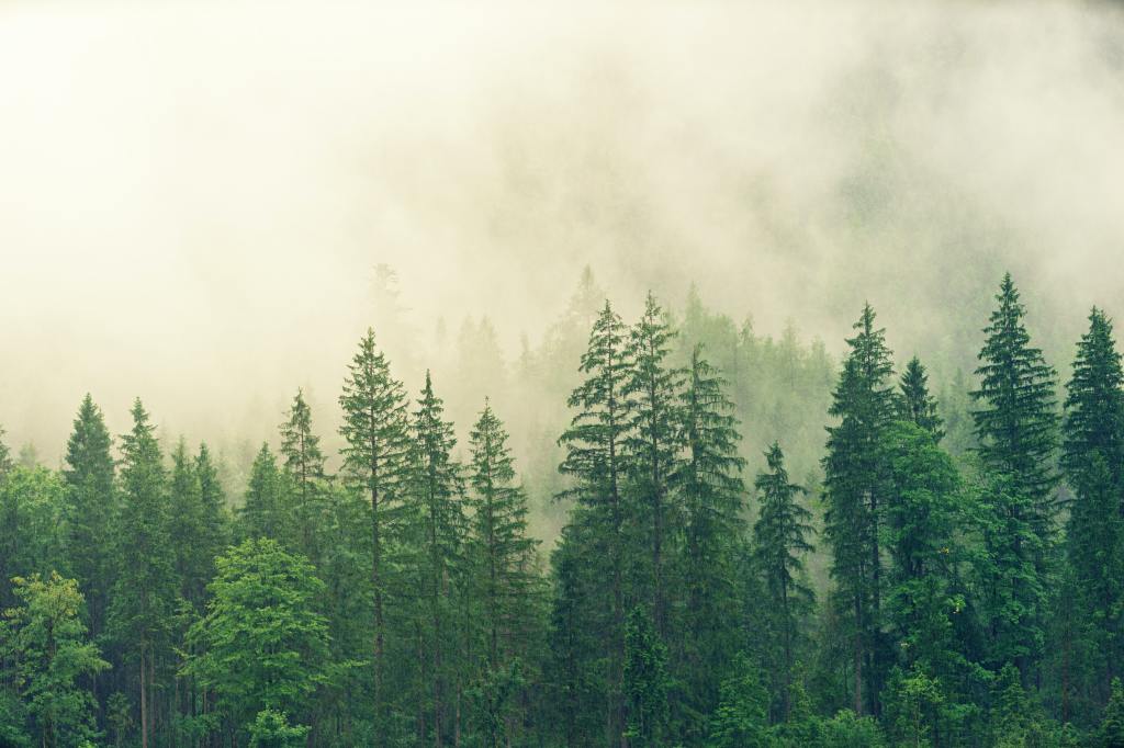 El problema de plantar arbres per reduir emissions