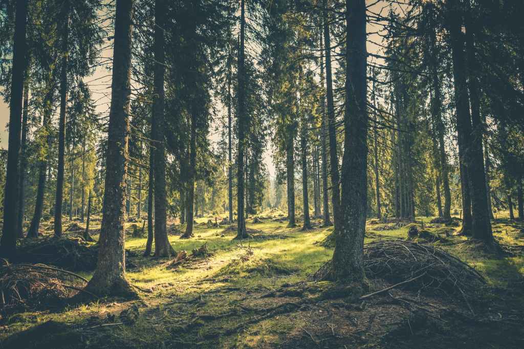Els boscos diversos emmagatzemen més CO2 que els monocultius