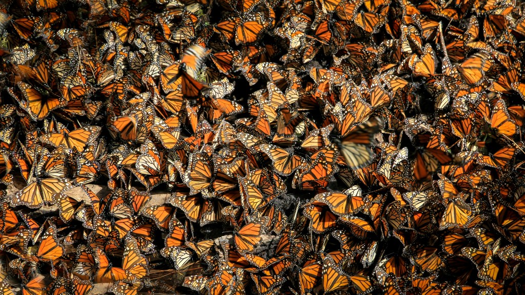 Es redueix el nombre de papallones monarca a Mèxic