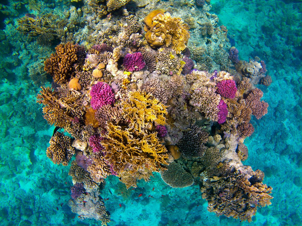 El blanqueig del corall afecta la majoria de la Gran Barrera de Corall